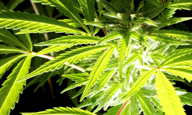 Politiet slo til: Pågrep 13 personer i Kristiansand på «cannabisdagen»
